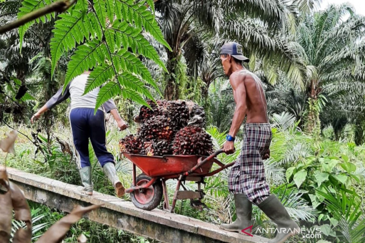 Harga TBS sawit Kalbar catat rekor tertinggi capai Rp2.438,00 per kilogram