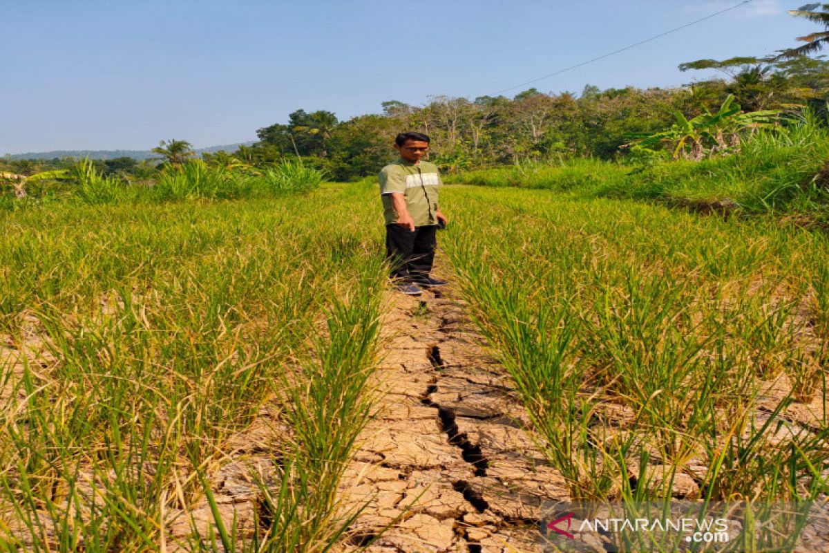 Tanaman padi seluas 25 hektare di Kulon Progo dipastikan gagal panen