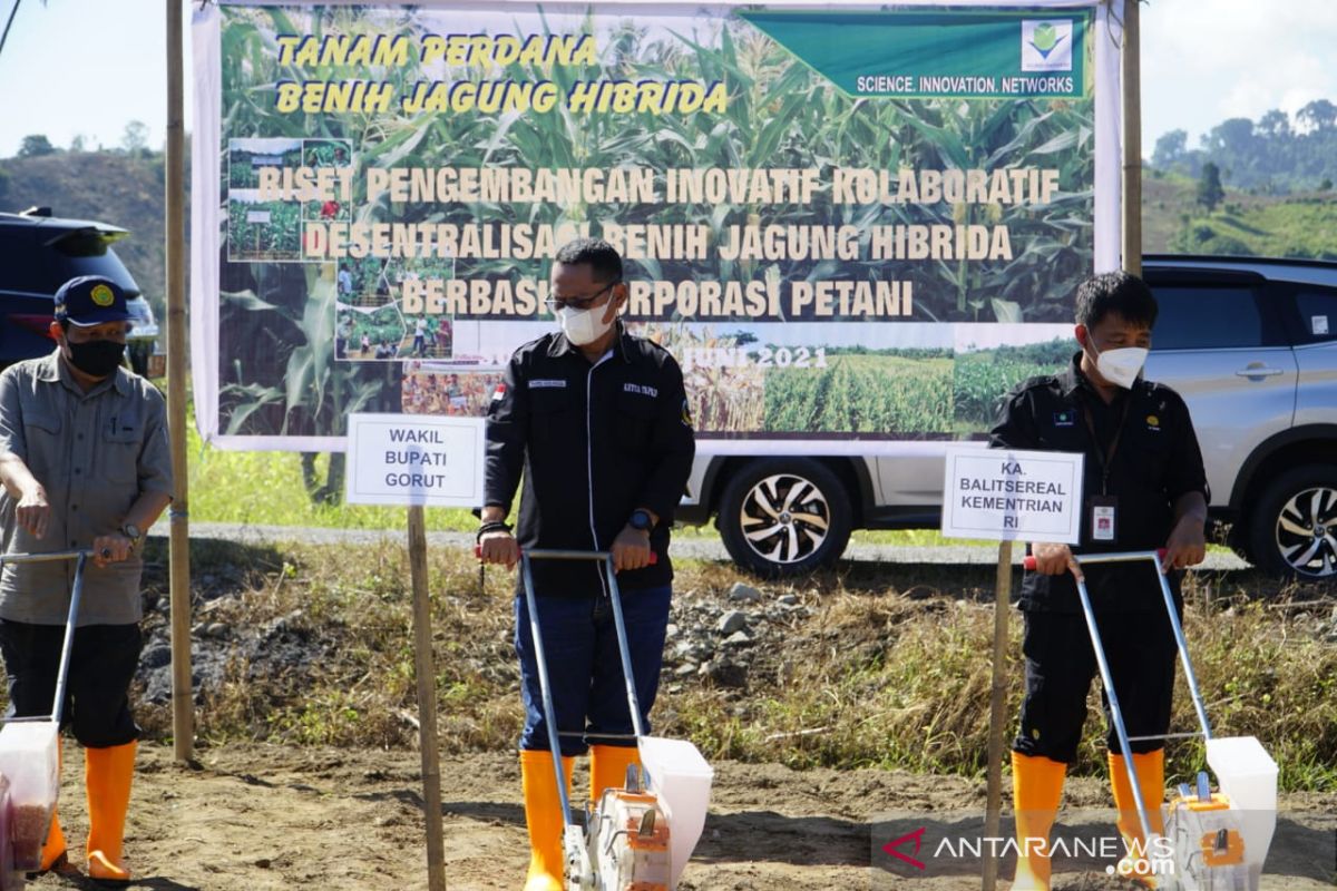 Wabup optimistis Gorontalo Utara jadi sentra industri benih jagung