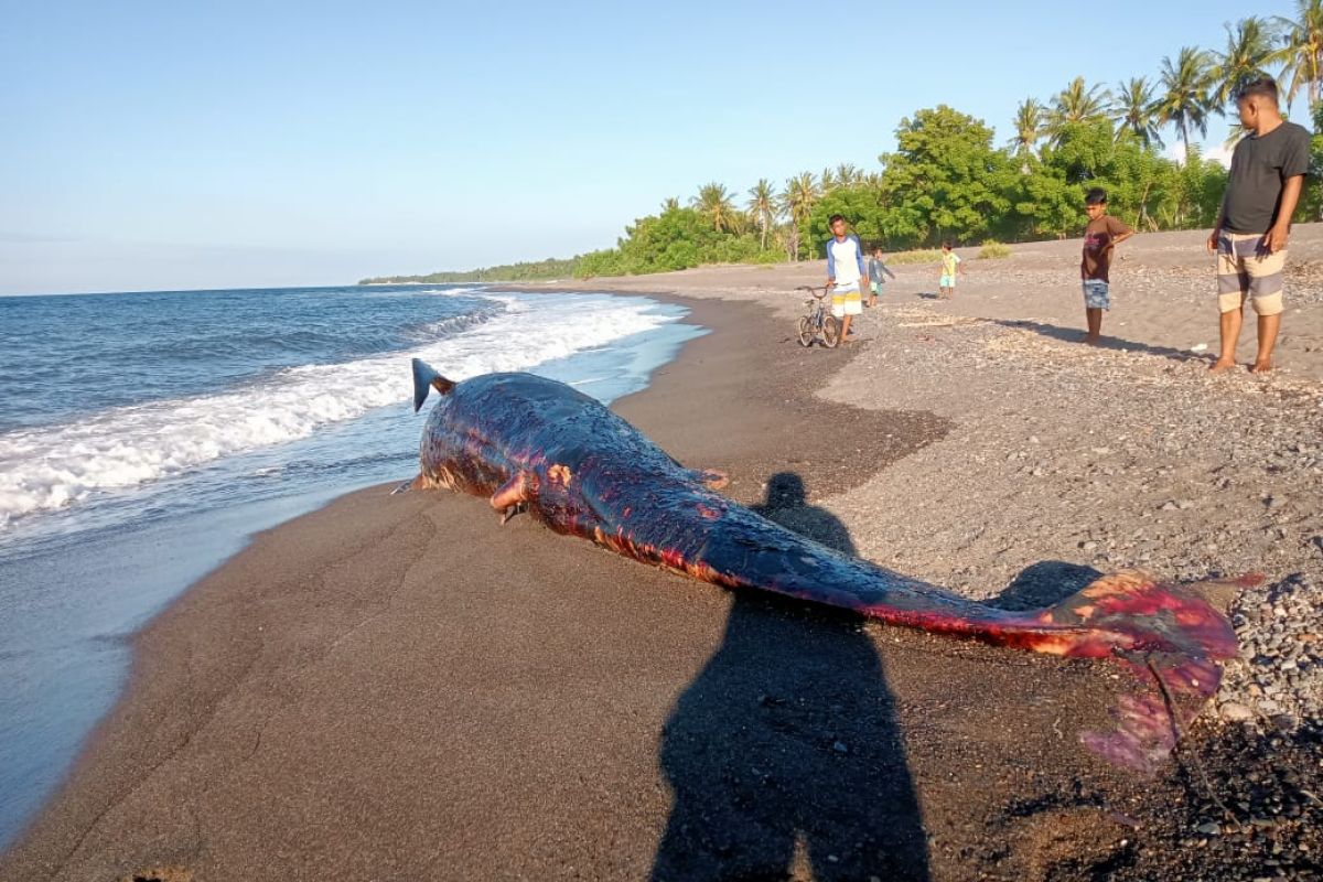 Lagi, seekor paus ditemukan mati terdampar di pantai Indonesia
