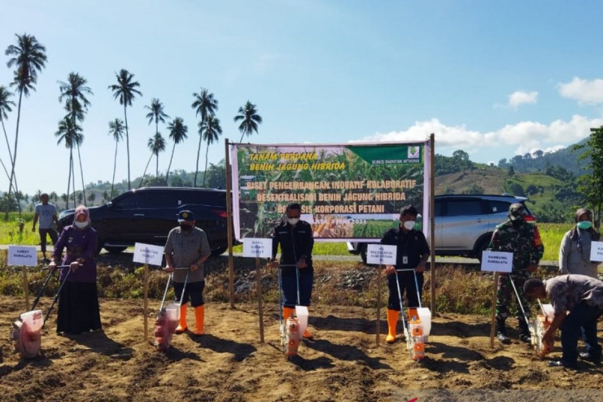 BPTP tanam dua varietas jagung di Gorontalo Utara