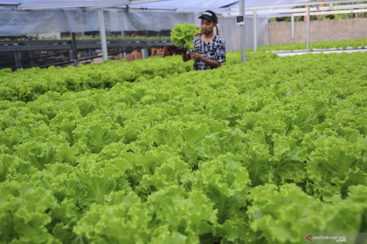 Kabupaten Bogor ingin cetak 150 petani milenial selama 2021
