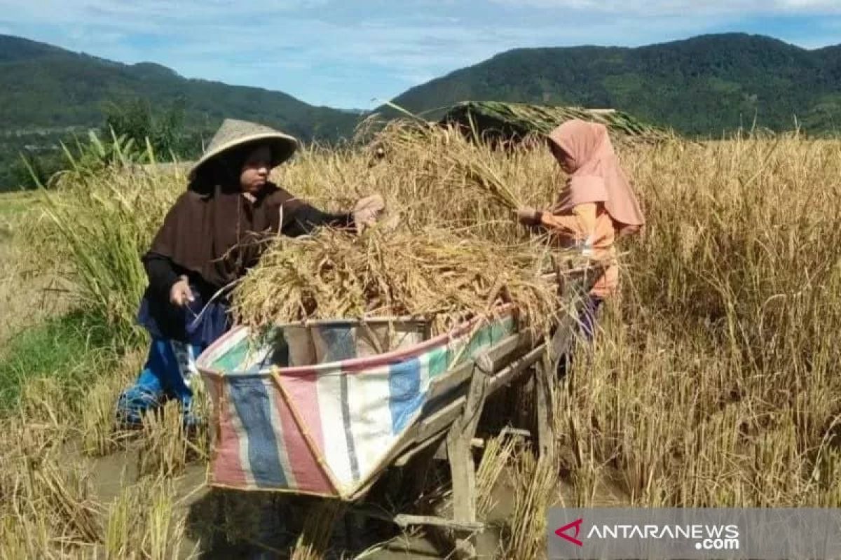 Ini dilakukan Dinas Pertanian Solok untuk bangkitkan pamor beras Anak Daro Solok