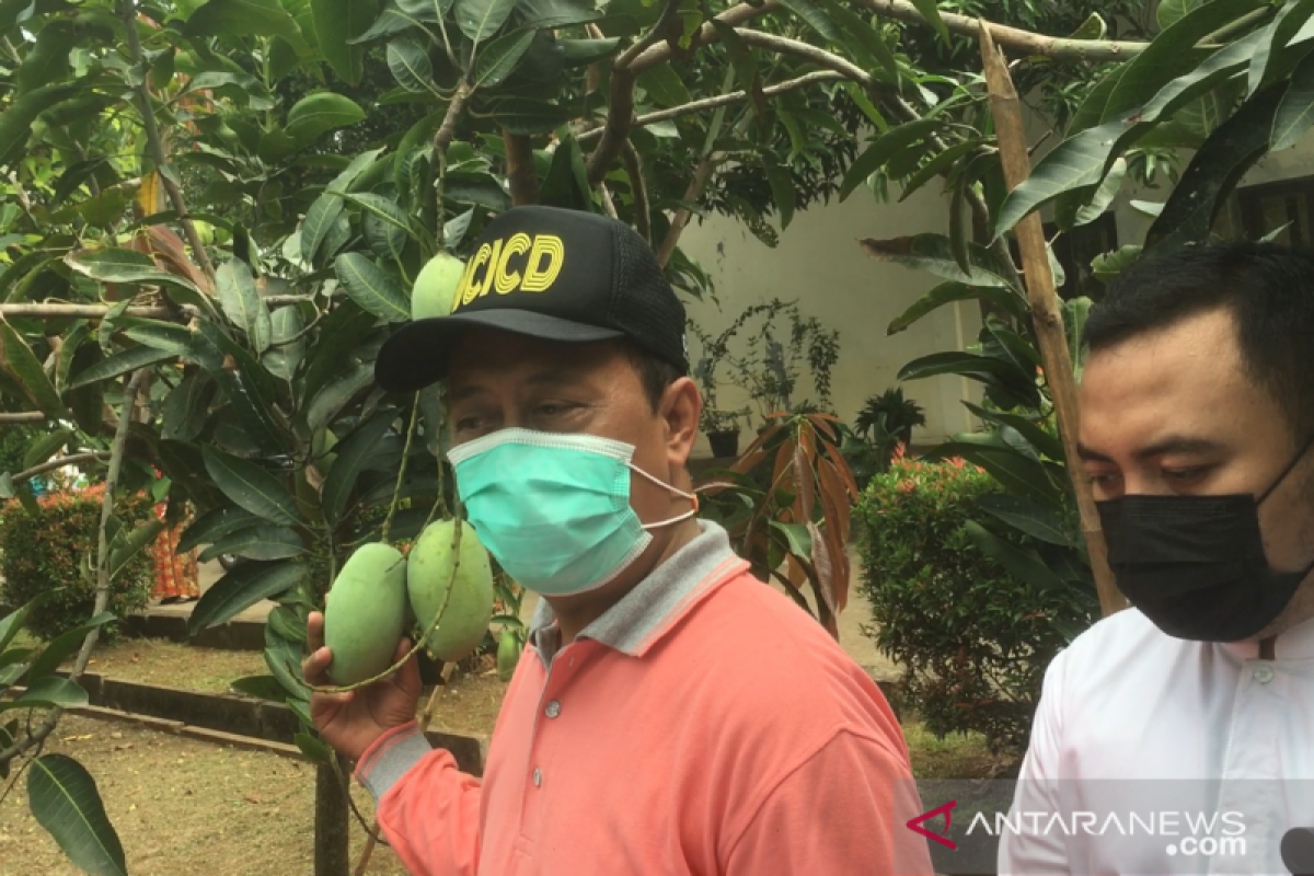 Hari Lingkungan Hidup, ASN Jakarta Utara tanam sayur-cabai
