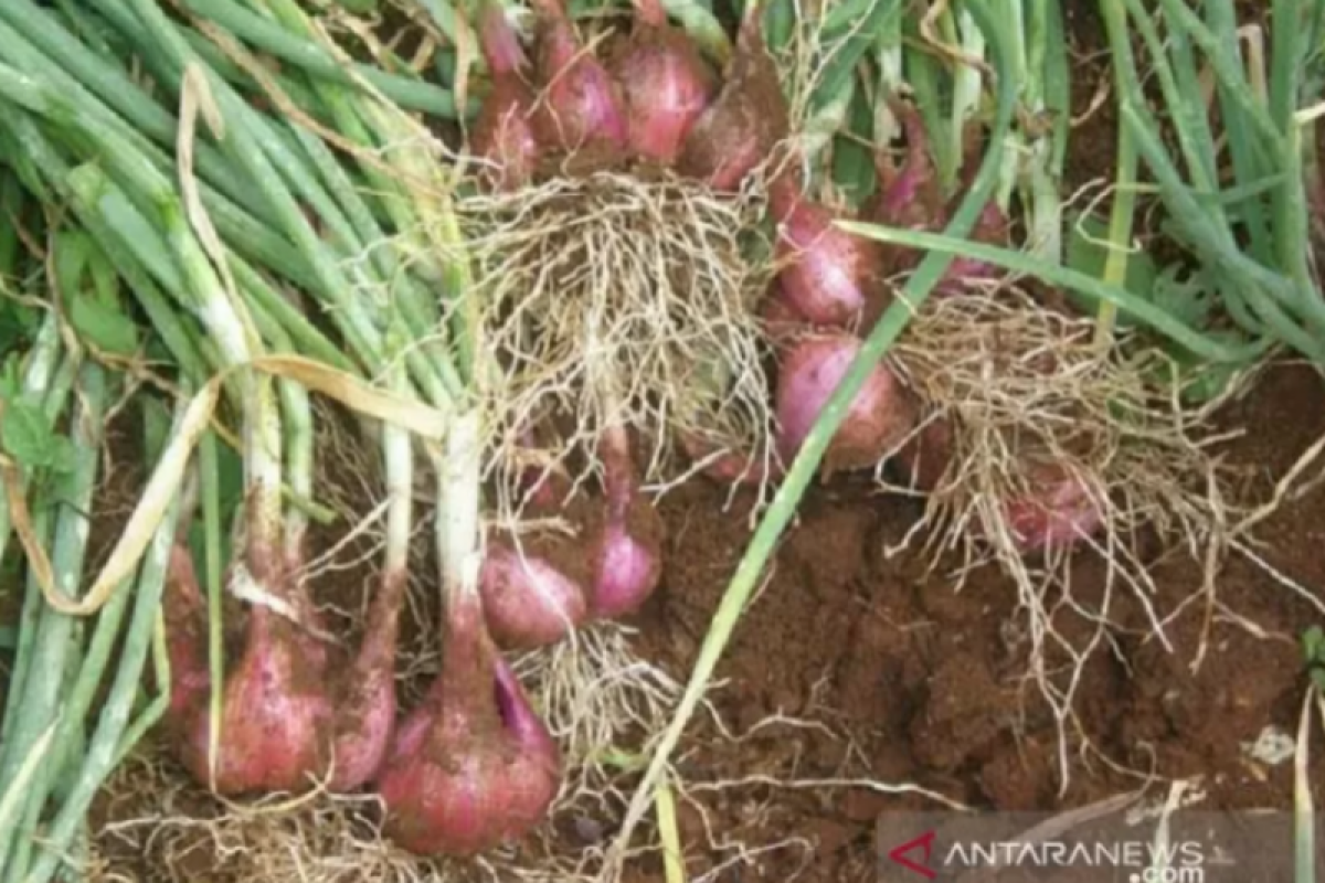 Produksi petani bawang merah binaan BI di Kolaka Utara naik 110 persen