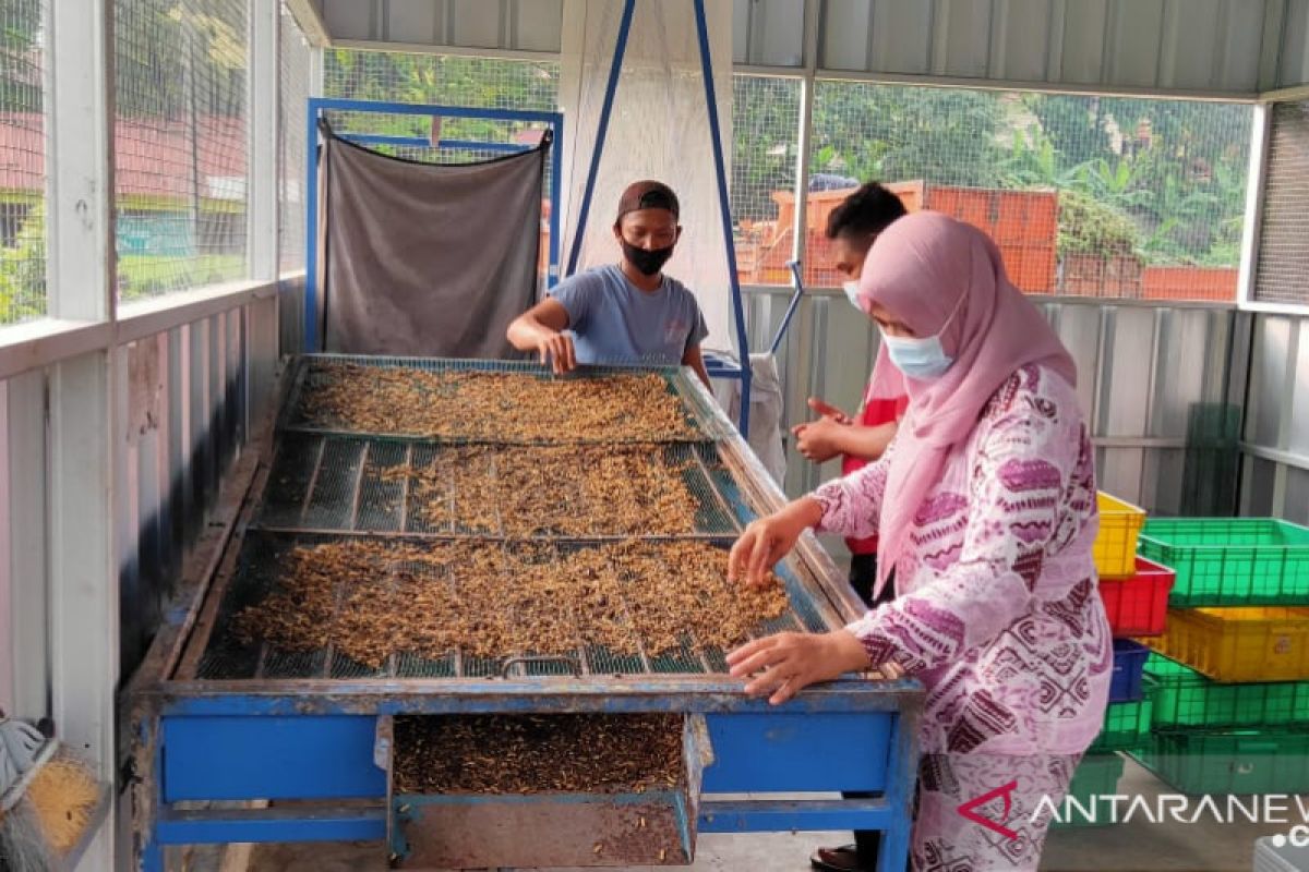 Warga Pesanggrahan manfaatkan ulat maggot kurangi sampah organik