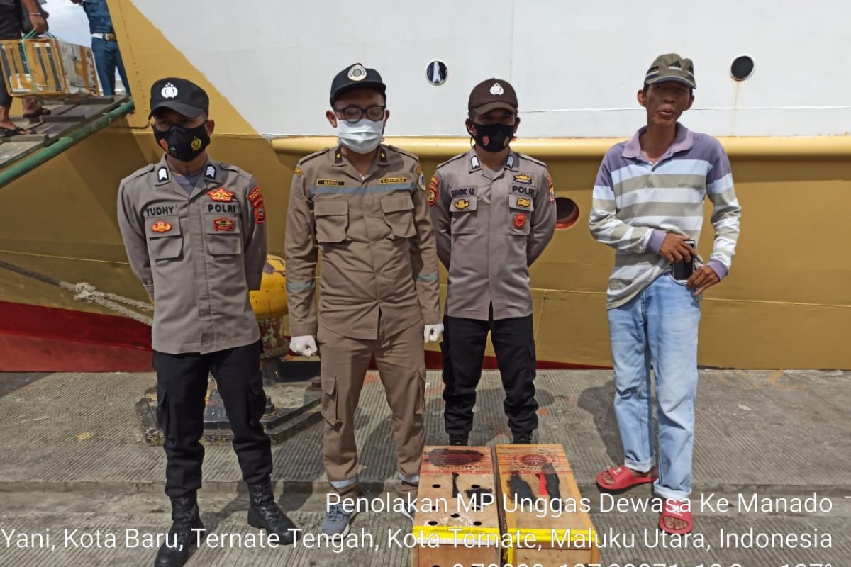 Karantina Pertanian Ternate tolak unggas dewasa. Begini penjelaannya