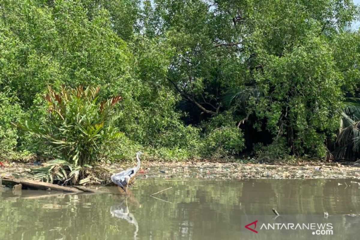 Kisah inspiratif, Berjibaku pulihkan ekosistem mangrove Muara Angke