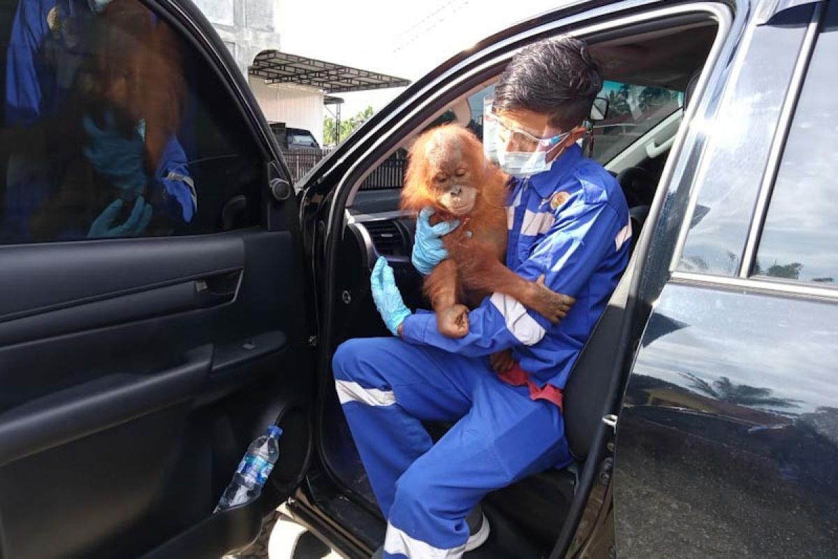 Polisi amankan anak orang utan yang berkeliaran di pemukiman warga