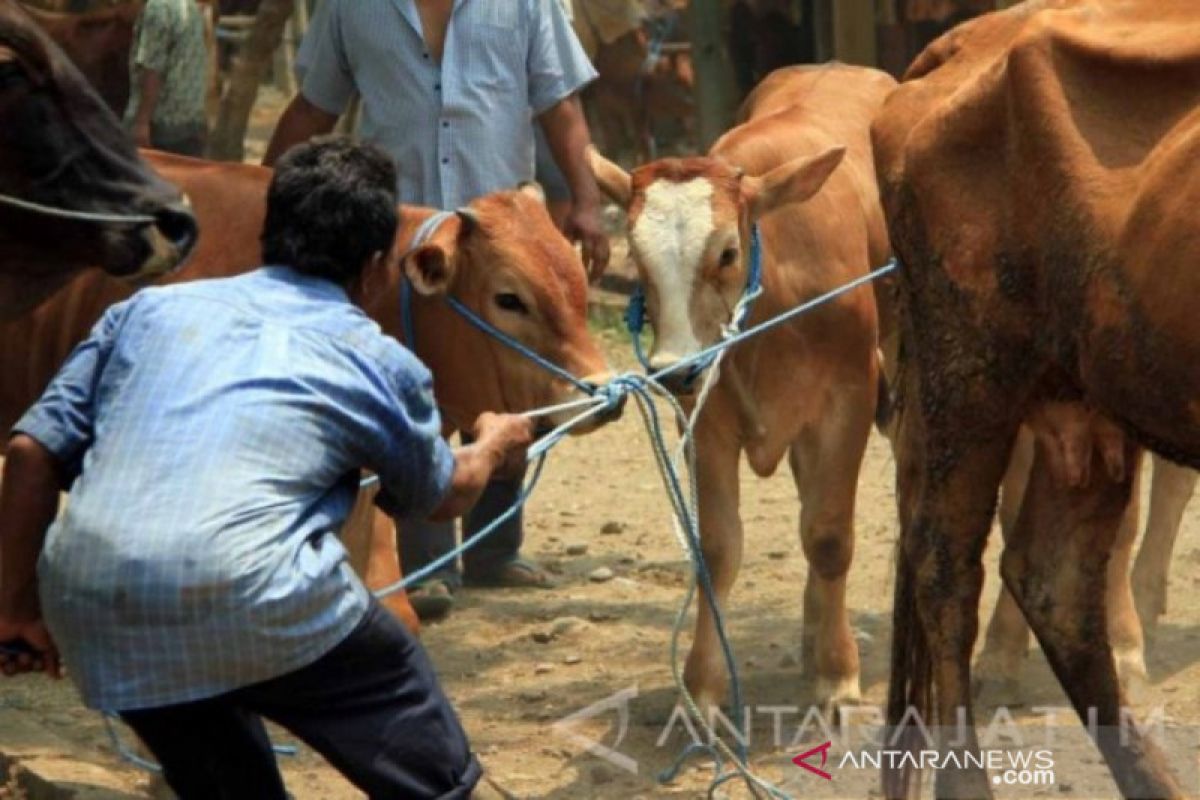 Enam warga Tulungagung alami gejala kulit melepuh diduga penyakit antraks