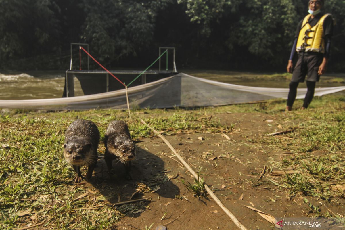 KLHK-Komunitas Ciliwung Depok lepasliarkan tiga individu berang-berang cakar kecil