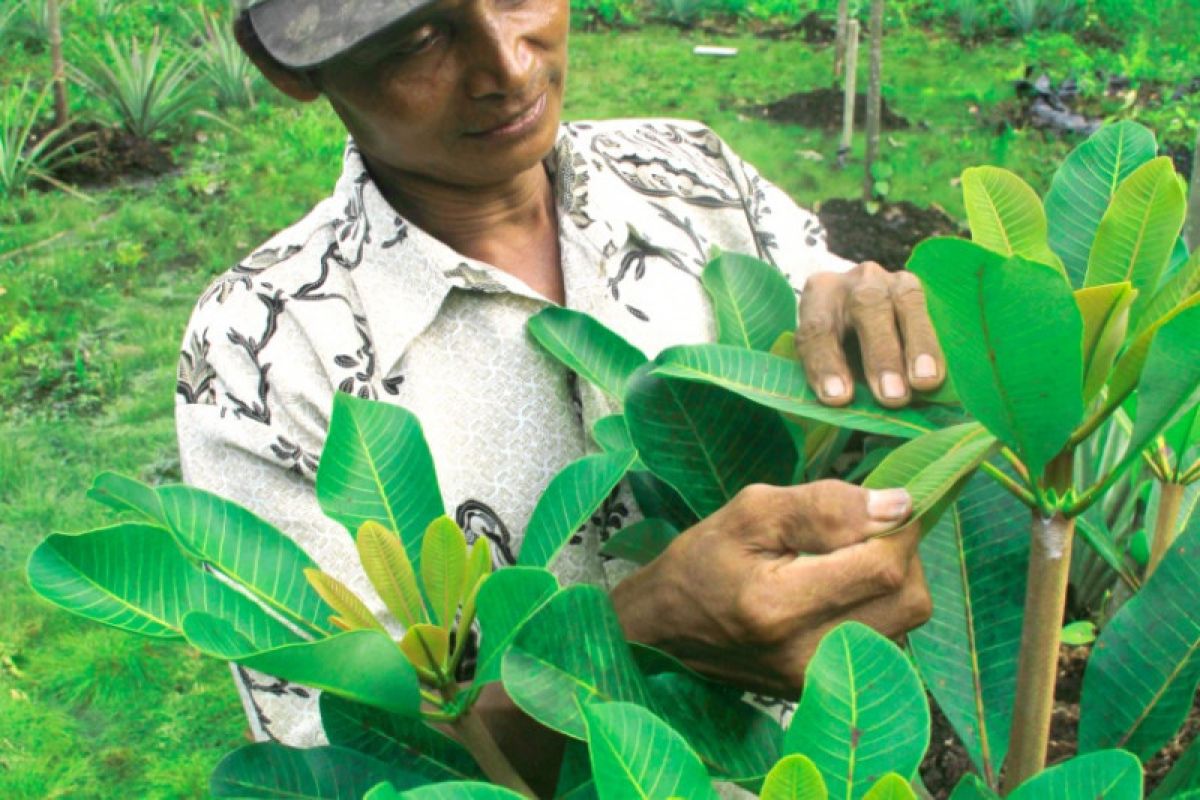 Kamson 'si penjaga gambut' dari Sungai Beras