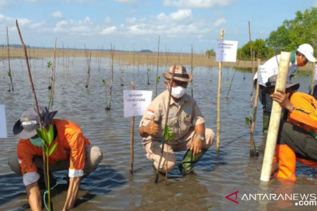 DLH Belitung tanam 100 bibit mangrove peringati hari lingkungan hidup sedunia