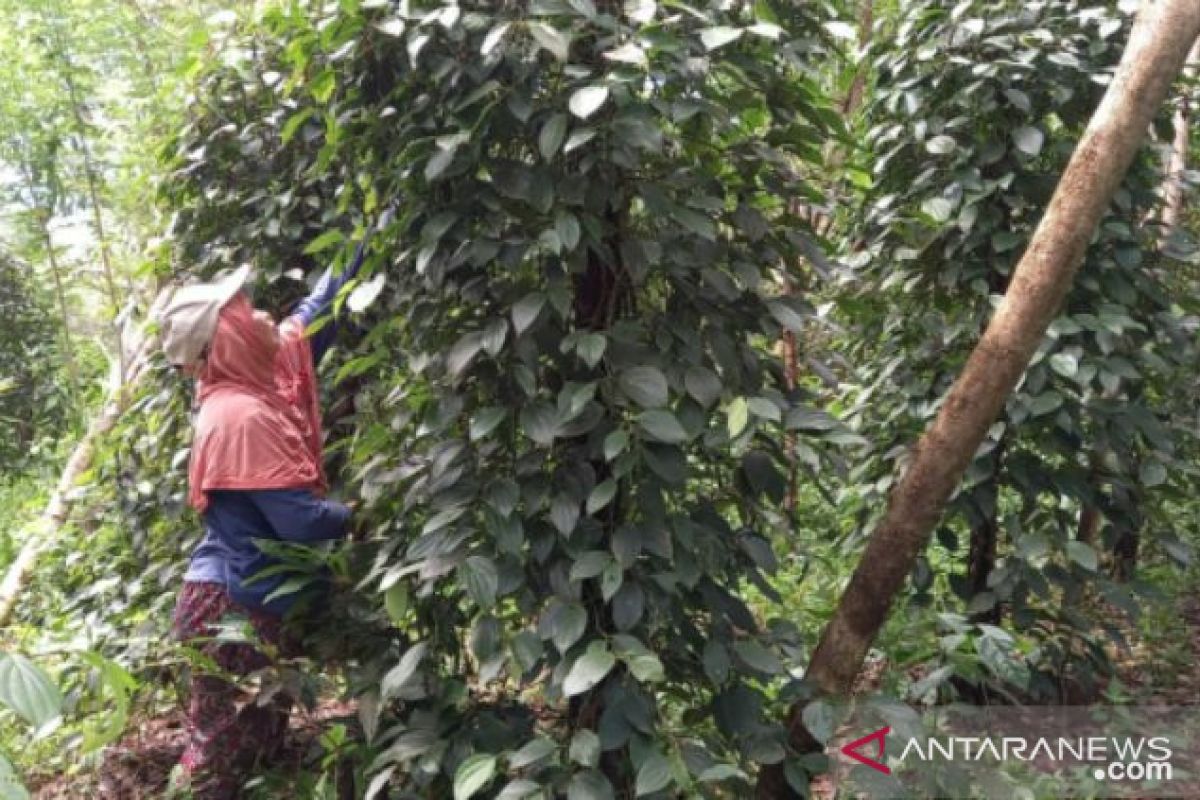 Petani lada di Belitung mulai masuki musim panen