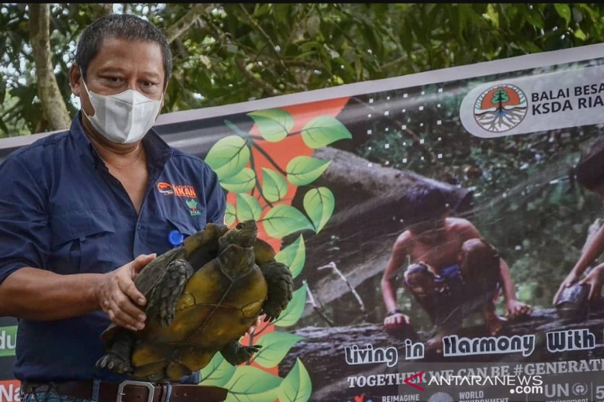 Hari lingkungan hidup sedunia, BB KSDA Riau lepasliar 33 satwa dilindungi