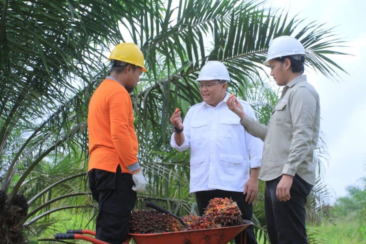 Musi Banyuasin dorong petani sawit memiliki pabrik CPO