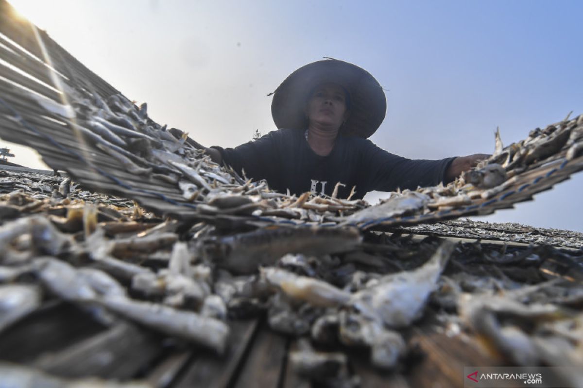 KKP: Pengembangan inovasi kampung ikan tingkatkan kesejahteraan masyarakat