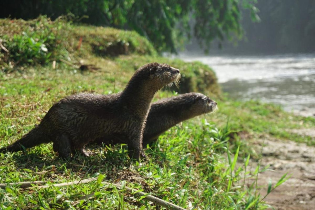 Tiga individu berang-berang dilepasliarkan di Sungai Ciliwung