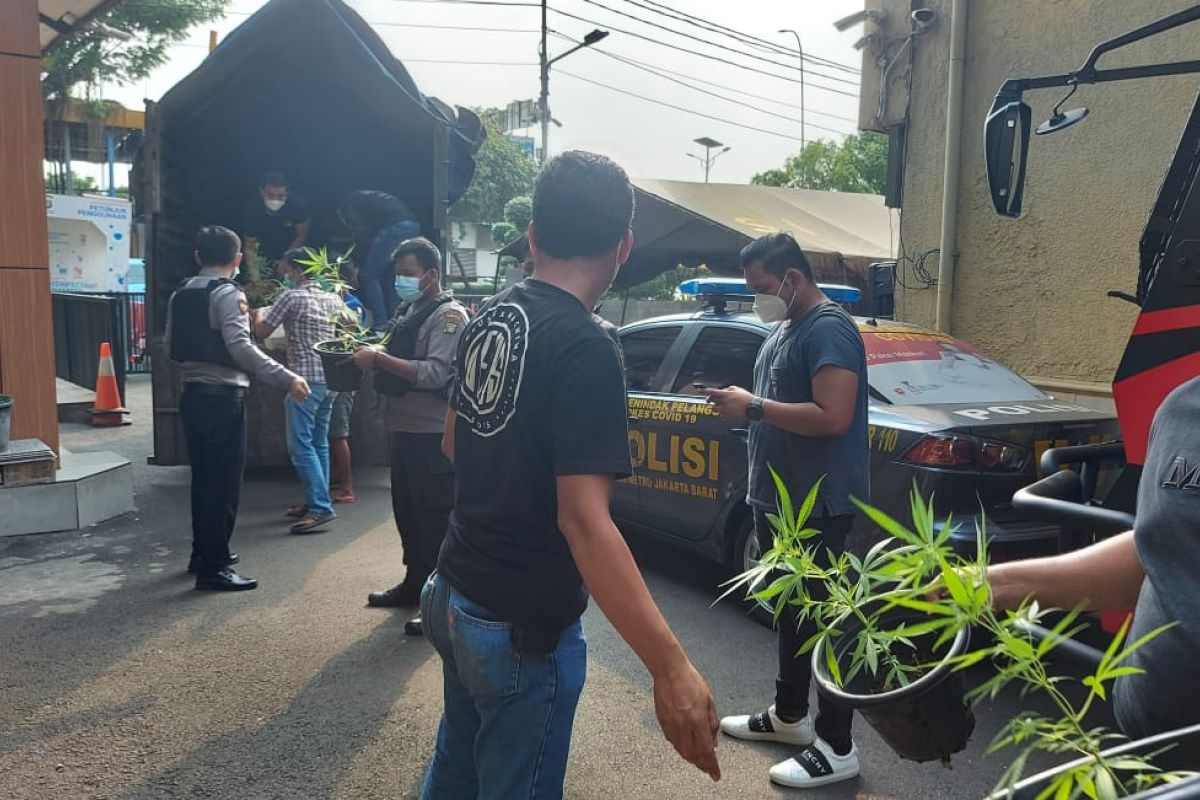 Polisi gerebek kebun ganja hidroponik di Jakarta Barat