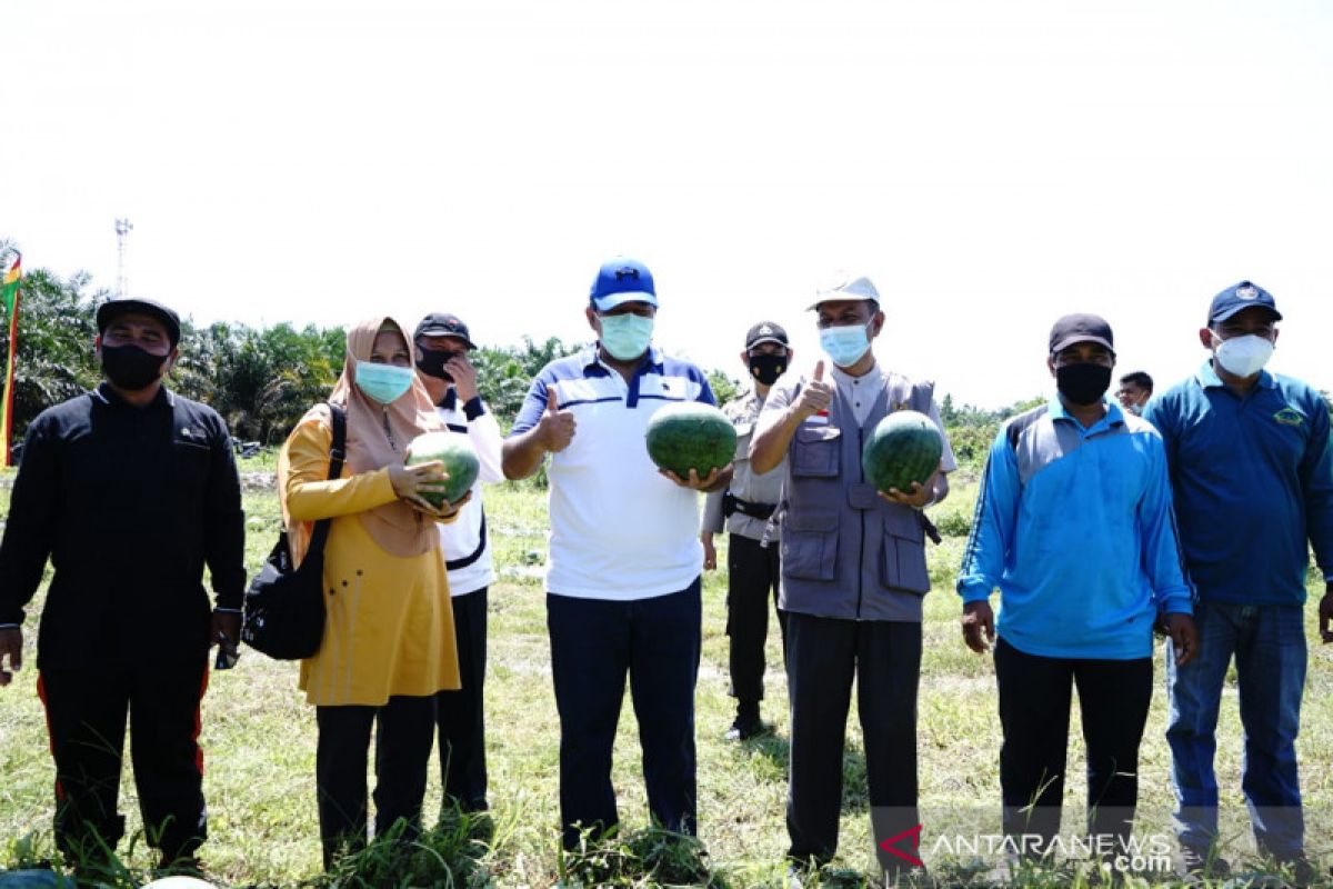 Melihat hasil Semangka Program Siak Sejahtera