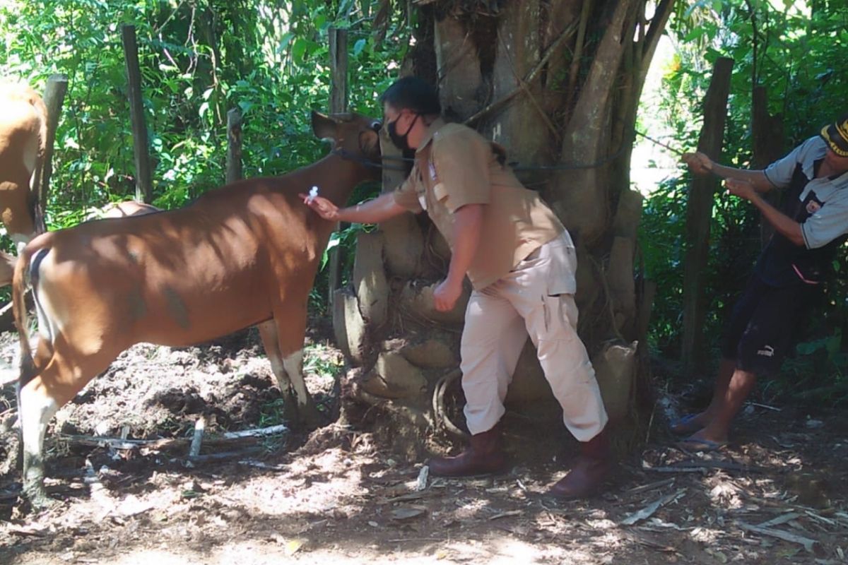 Ratusan sapi di Mukomuko mati akibat jembrana