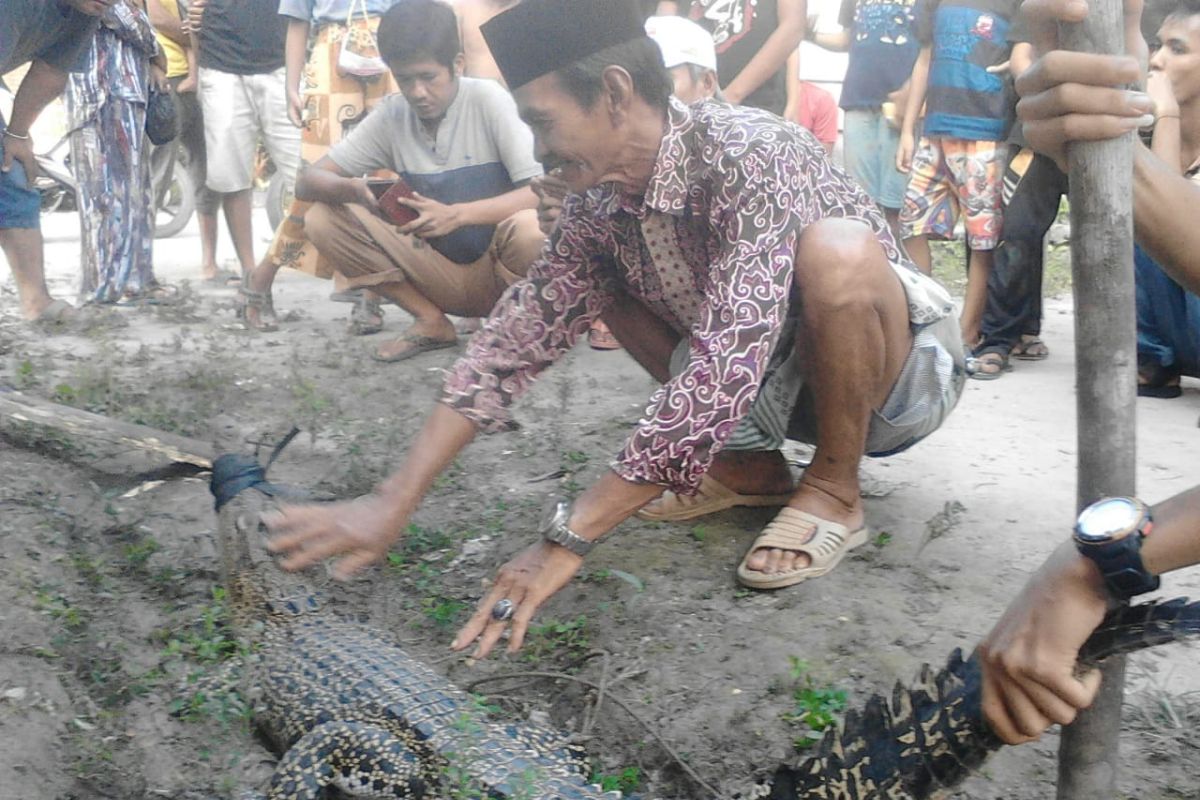 Warga Mestong Muarojambi tangkap seekor buaya berukuran 1,5 meter