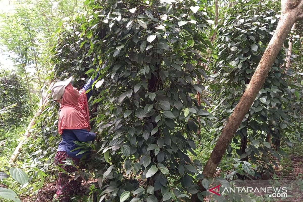 Petani lada di Belitung mulai memasuki musim panen