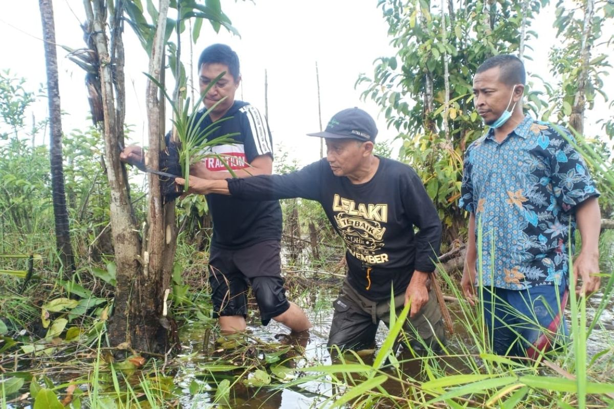 Sejumlah komunitas tanam anggrek di sungai Upang Bangka