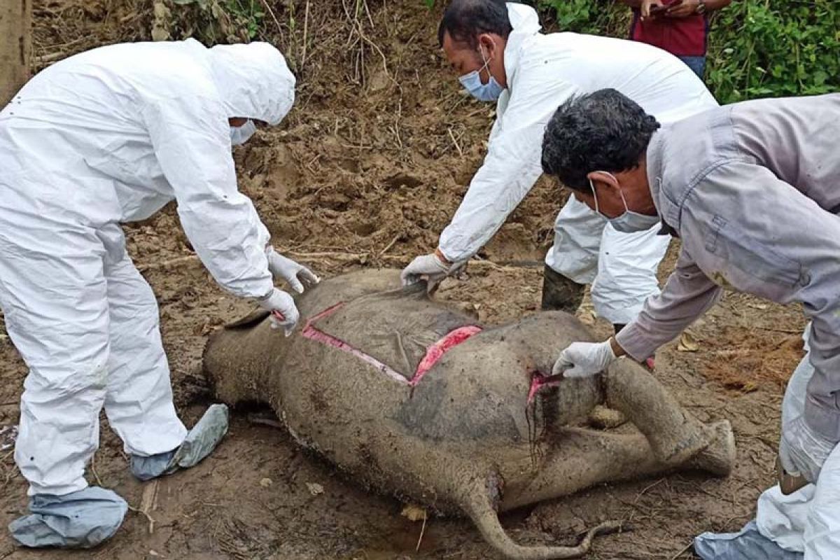 Anak gajah sumatra ditemukan mati di Aceh