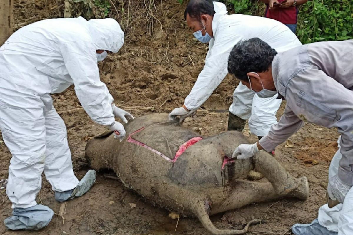 Seekor gajah sumatra mati di Aceh Timur