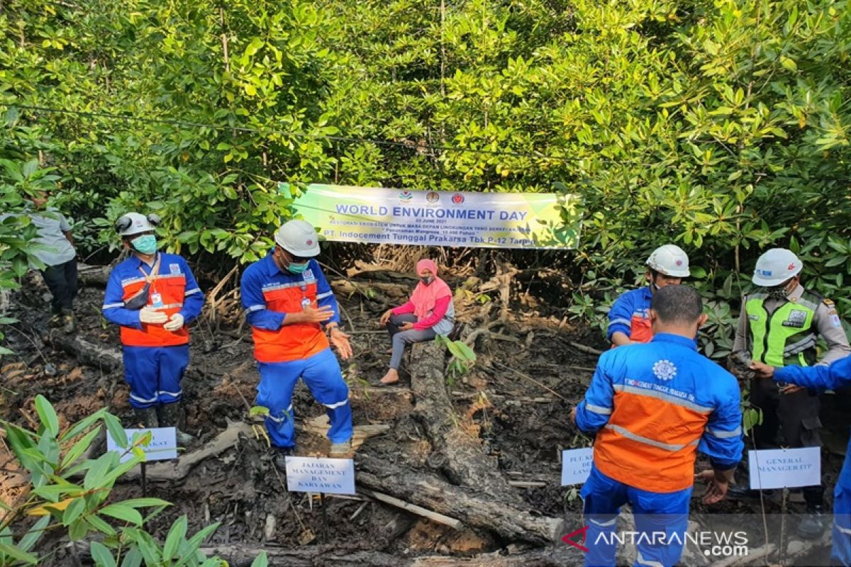 Indocement pulihkan  kawasan mangrove  di Kotabaru
