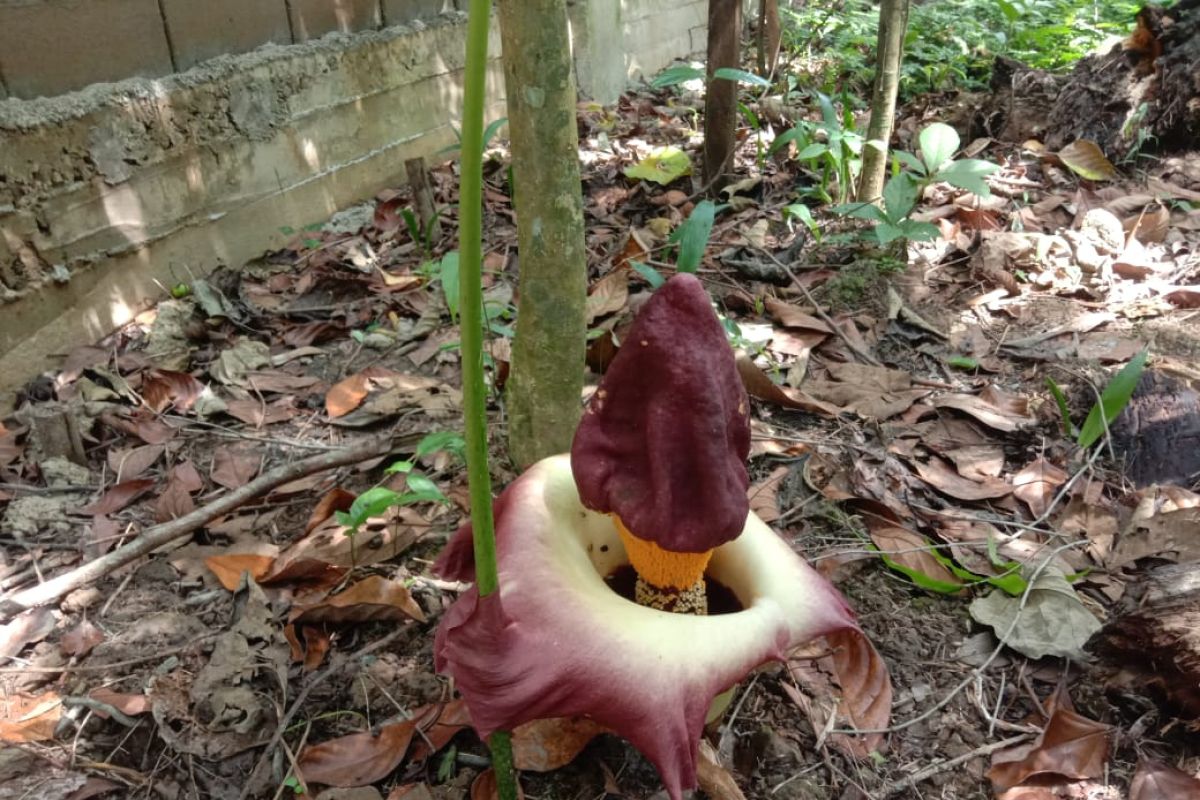 Bunga bangkai mekar di Arboretum Untan Pontianak