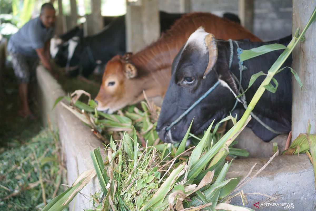 Tiga daerah di Pessel dapat Program Integrasi Usaha Ternak Sapi Dengan Kebun Sawit Berkelanjutan