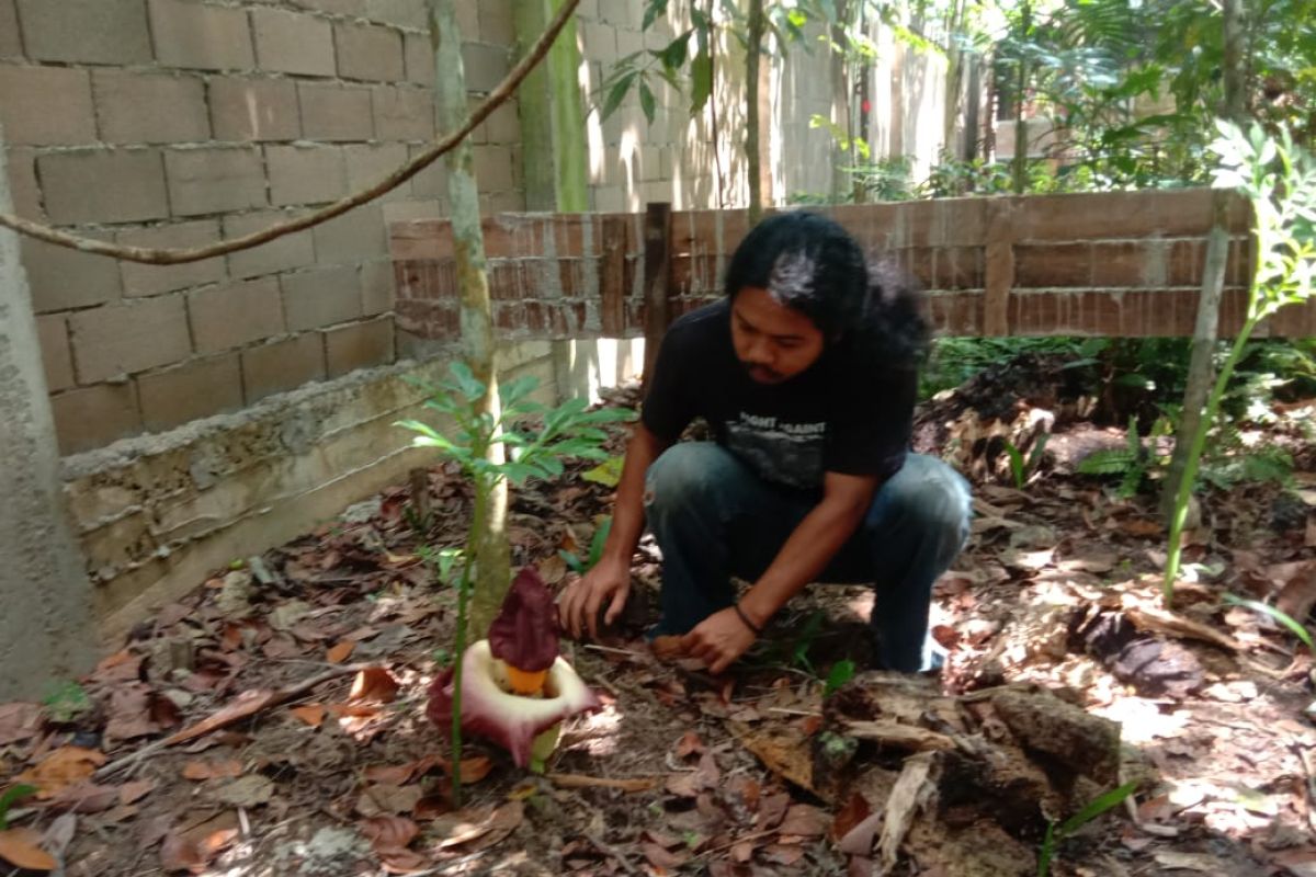 Bunga bangkai tumbuh mekar di hutan Arboretum Sylva Untan Kalbar