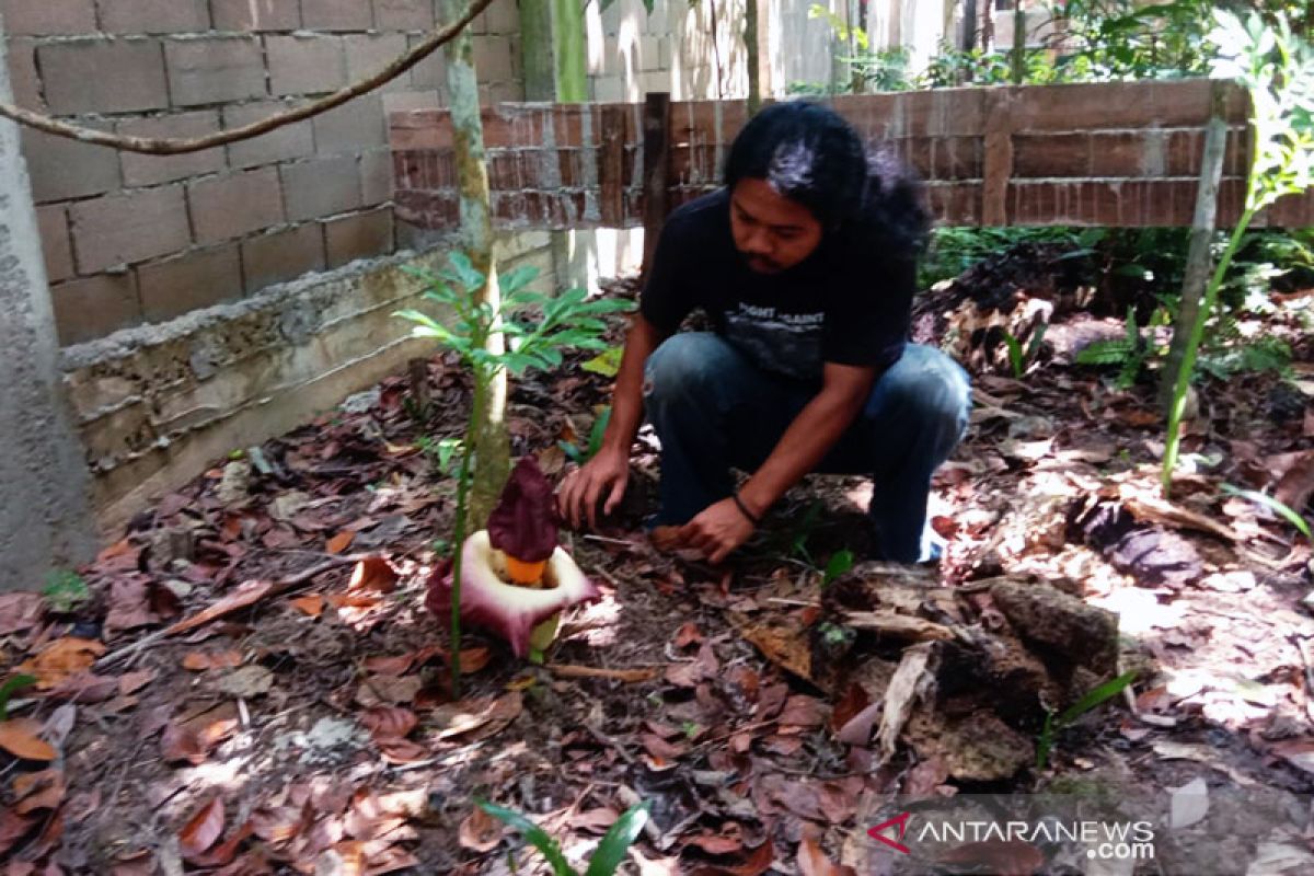 Bunga bangkai mekar di hutan Arboretum Sylva Untan Kalbar