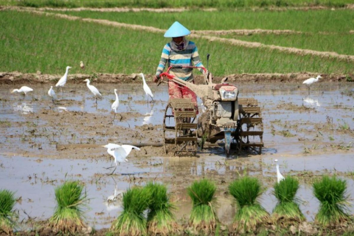 Petani di Pekalongan diimbau lakukan pompanisasi antisipasi gagal panen