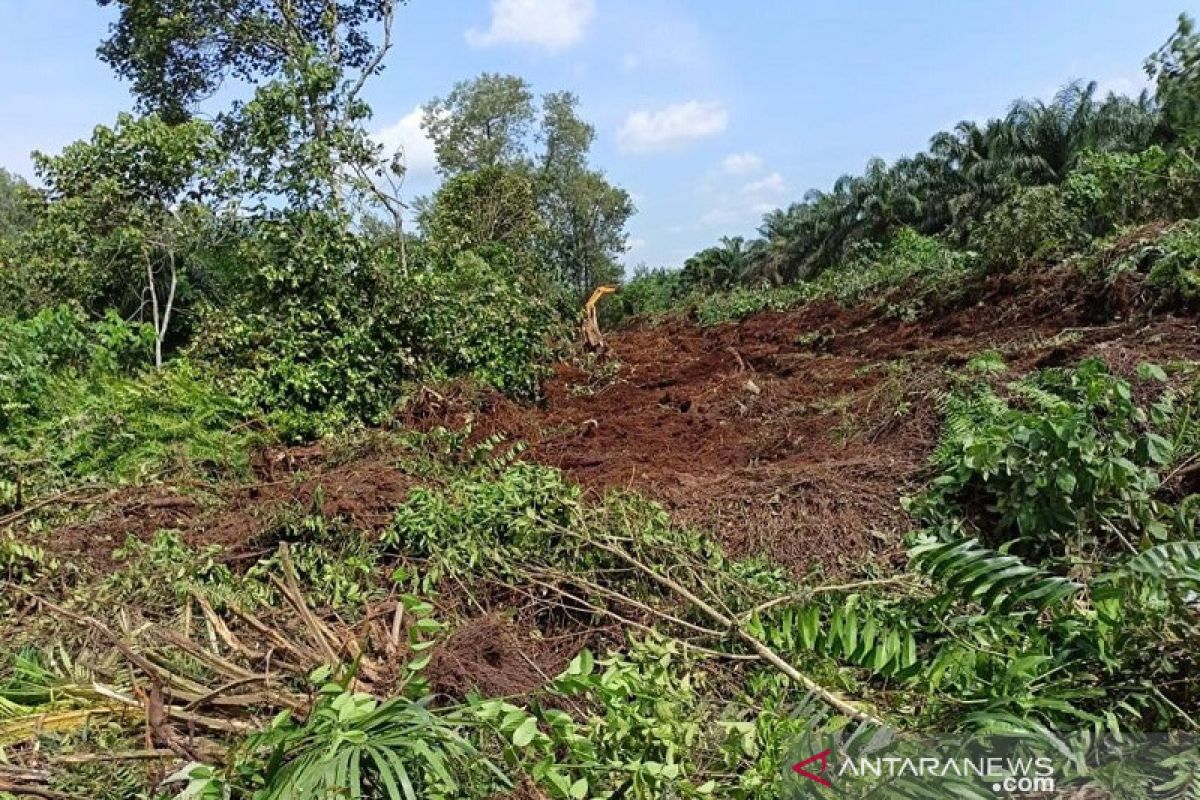 Petani Kampar dan pihak swaata kelola hutan tanpa membakar