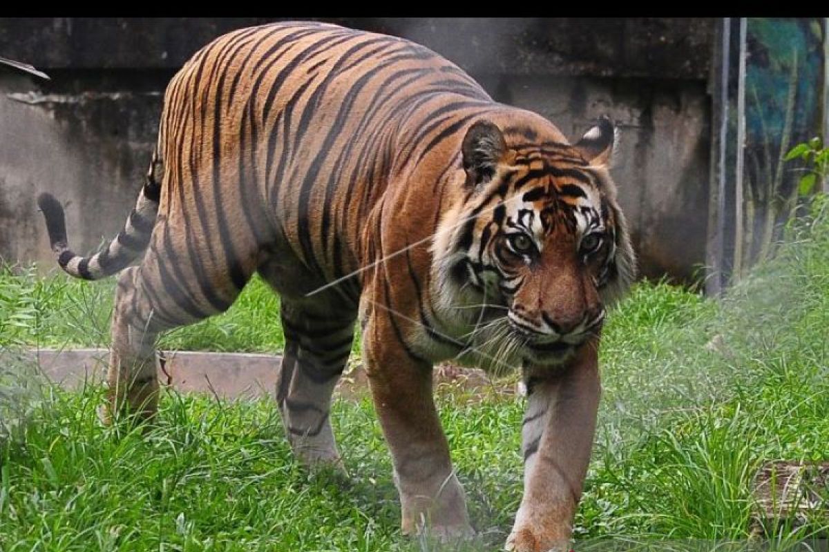 Seekor Harimau di Sumatera masuki perkampungan warga