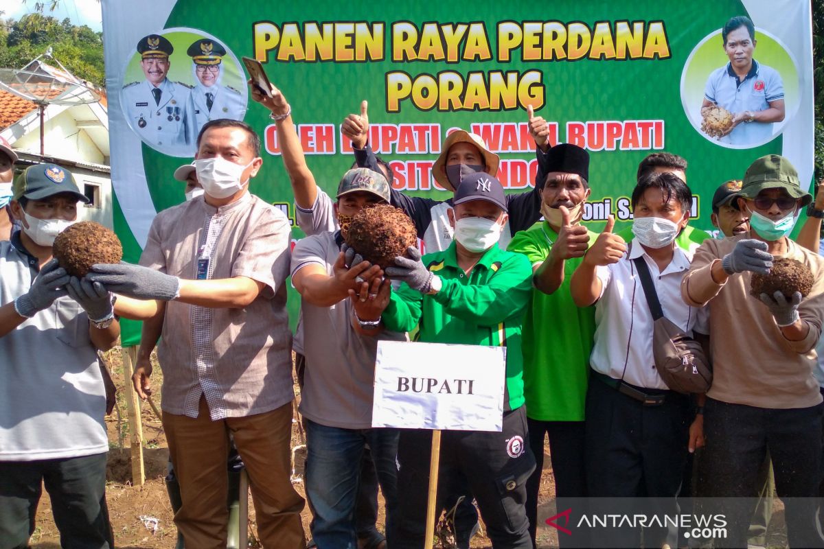 Bung Karna bersama petani Situbondo panen perdana umbi porang