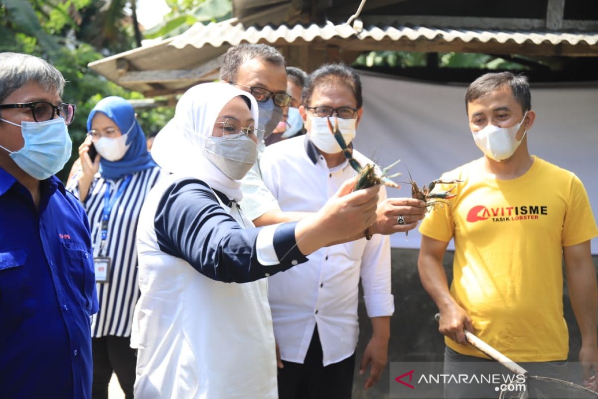 Menaker minta pembudidaya Ikan nila dan lobster tingkatkan kapasitas