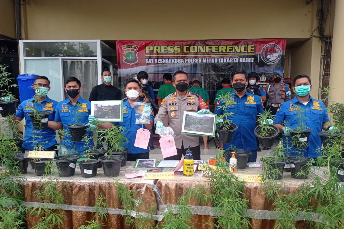 Kebun penghasil 40 kilogram ganja hidroponik digerebek polisi