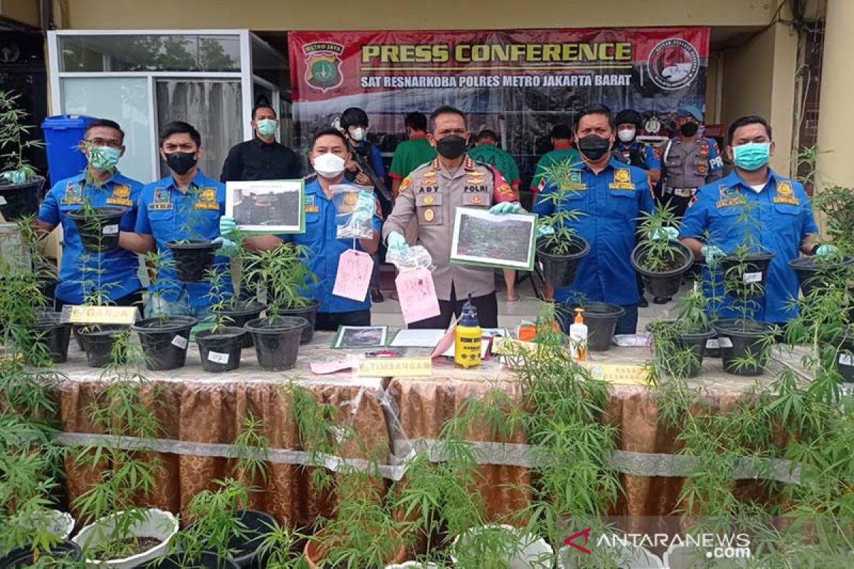 Polisi: Kebun ganja hidroponik di Brebes hasilkan 40 kilogram