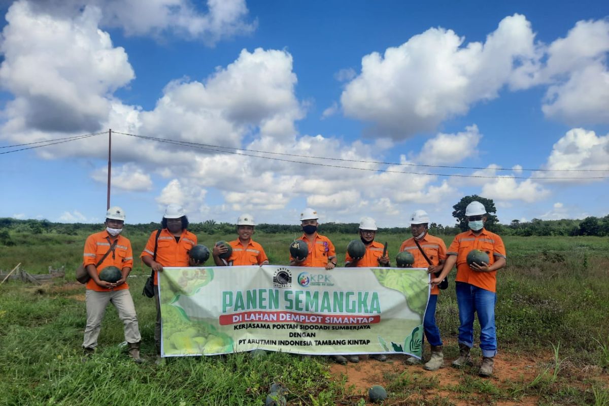 PT Arutmin's fostered farmers harvests 13 tons watermelon