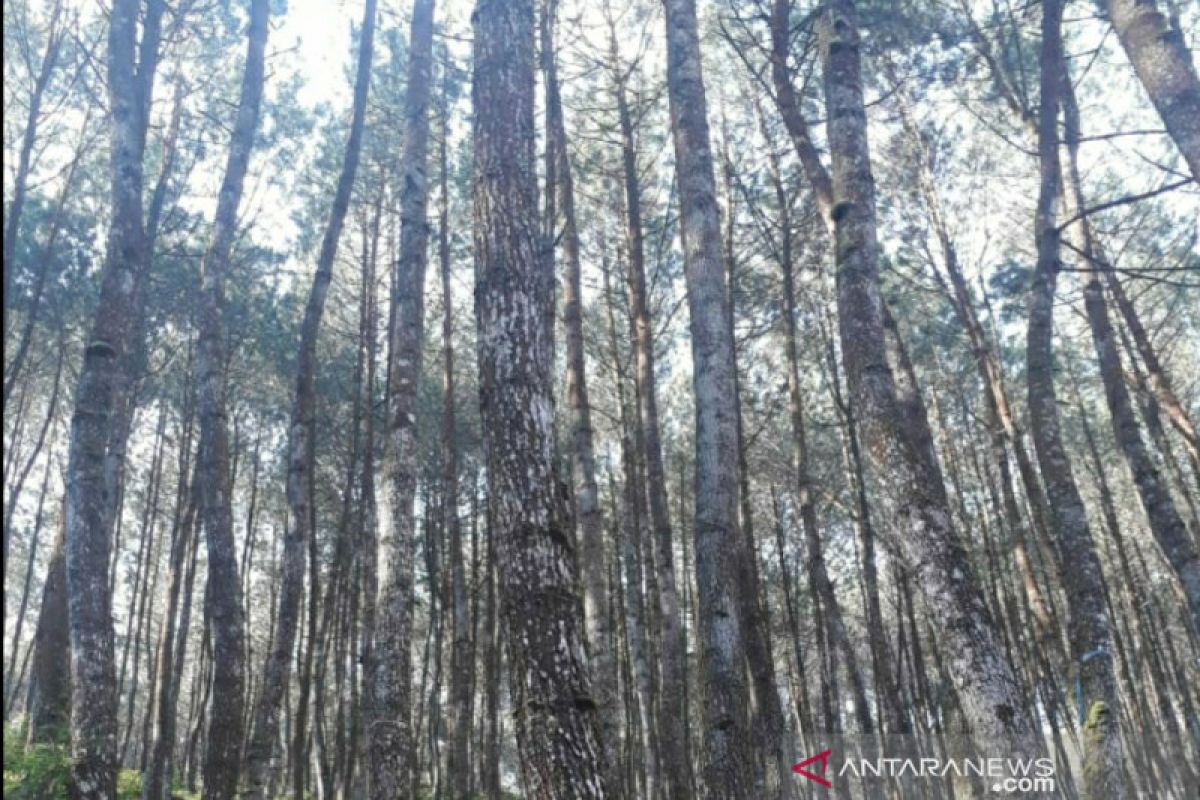 Gakkum Kementerian LHK tindaklanjuti perusakan hutan di Karawang