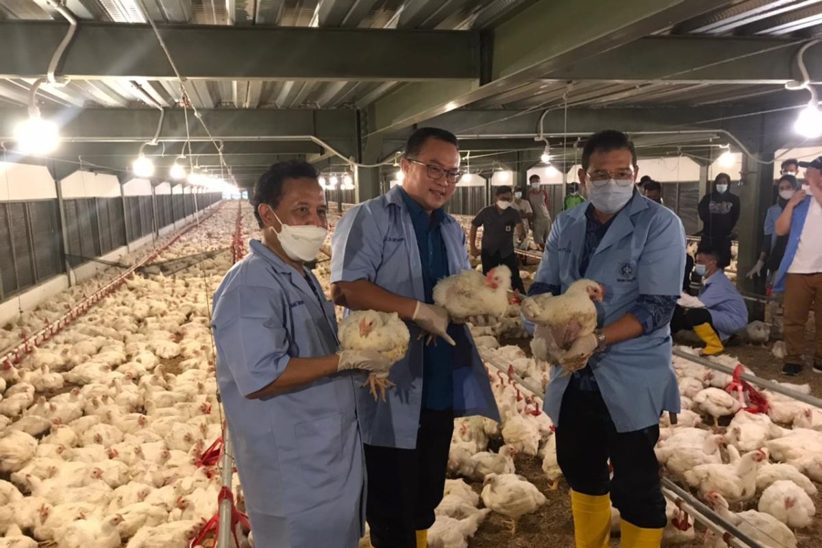 IPB miliki percontohan teknologi perternakan ayam termodern di Indonesia