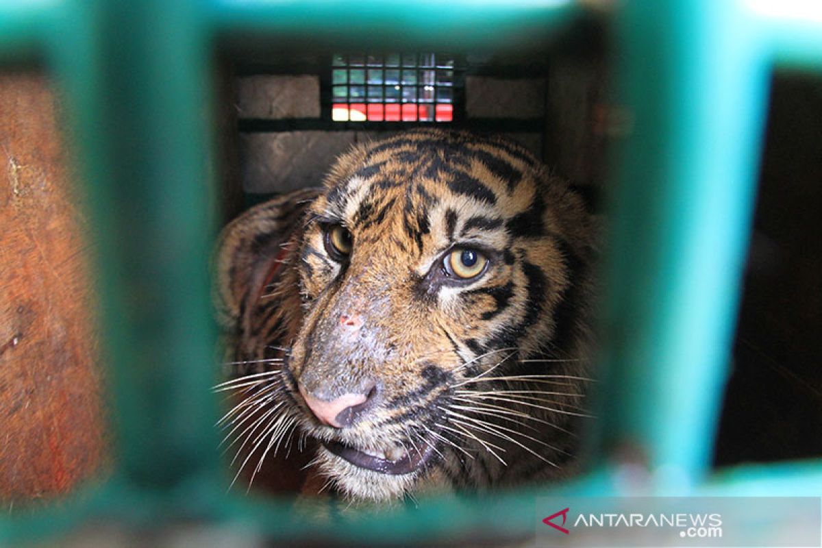 Seorang remaja tewas di Siak diduga diterkam harimau sumatera
