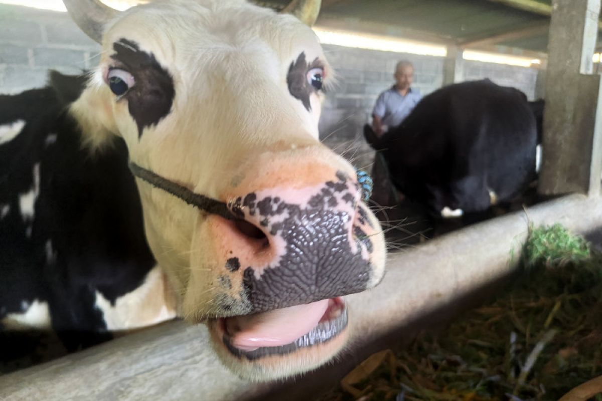 Harga susu sapi di Tulungagung tak terpengaruh wabah antraks