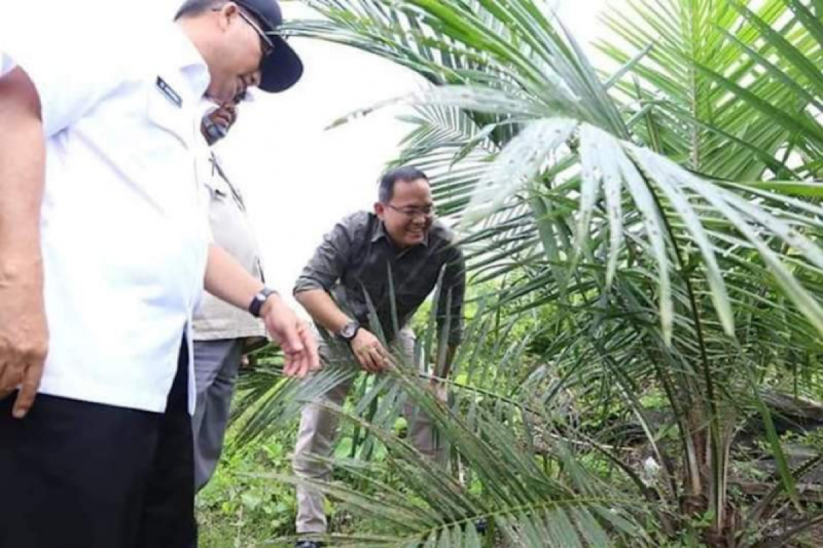 Pemkab Musi Banyuasin usulkan perbaikan jalan  akses petani sawit