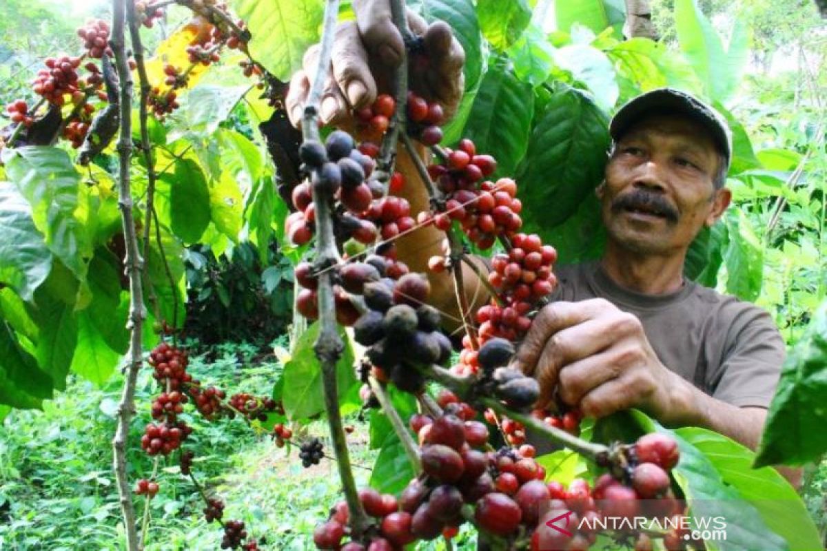 Panen Kopi Gunung Kawi