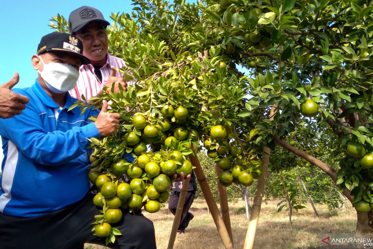 Bung Karna dorong petani kembangkan JeSi